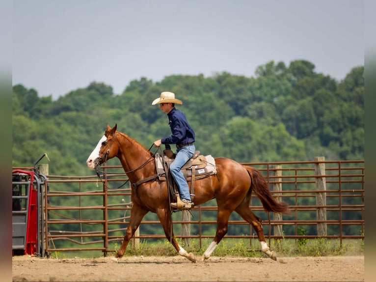American Quarter Horse Klacz 12 lat 155 cm Kasztanowatodereszowata in Auburn, KY