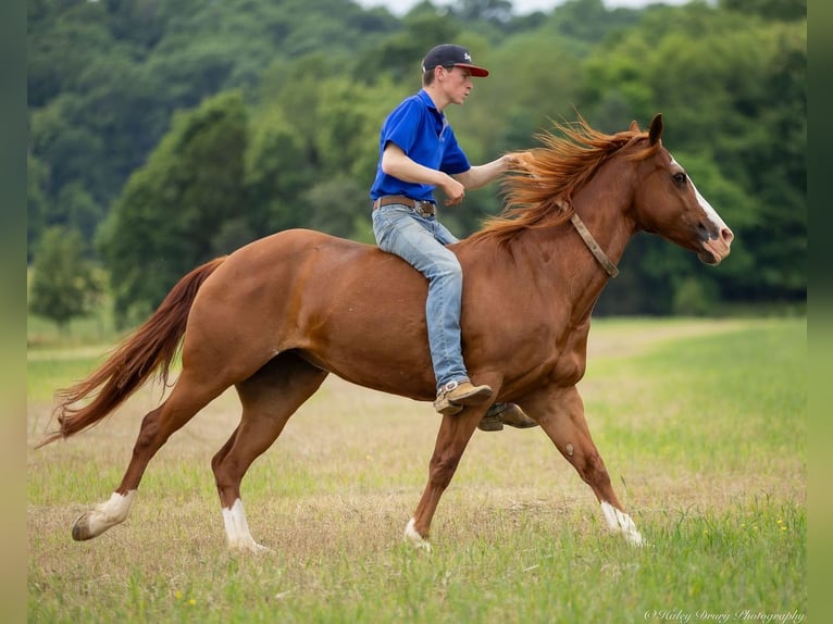 American Quarter Horse Klacz 12 lat 155 cm Kasztanowatodereszowata in Auburn, KY