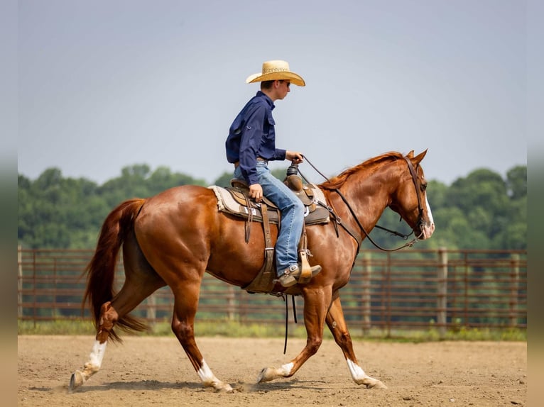 American Quarter Horse Klacz 12 lat 155 cm Kasztanowatodereszowata in Auburn, KY