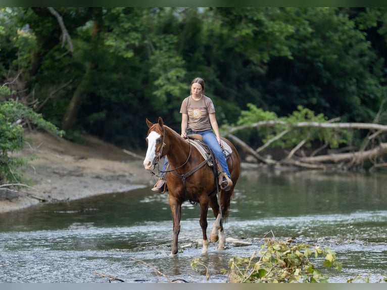 American Quarter Horse Klacz 12 lat 155 cm Kasztanowatodereszowata in Auburn, KY