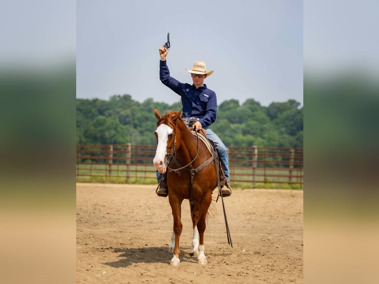 American Quarter Horse Klacz 12 lat 155 cm Kasztanowatodereszowata in Auburn, KY