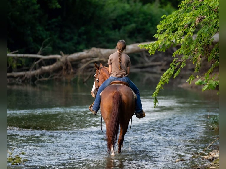 American Quarter Horse Klacz 12 lat 155 cm Kasztanowatodereszowata in Auburn, KY