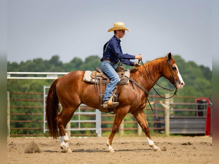 American Quarter Horse Klacz 12 lat 155 cm Kasztanowatodereszowata in Auburn, KY