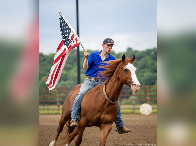 American Quarter Horse Klacz 12 lat 155 cm Kasztanowatodereszowata in Auburn, KY