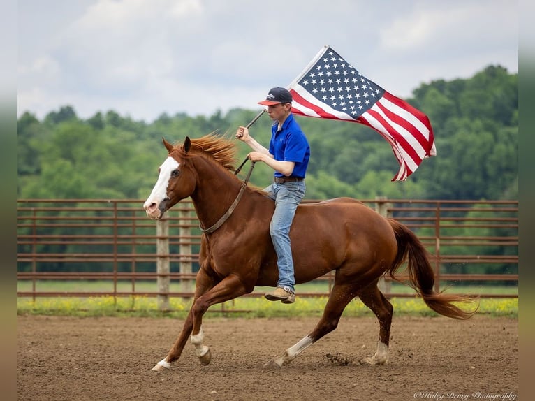 American Quarter Horse Klacz 12 lat 155 cm Kasztanowatodereszowata in Auburn, KY