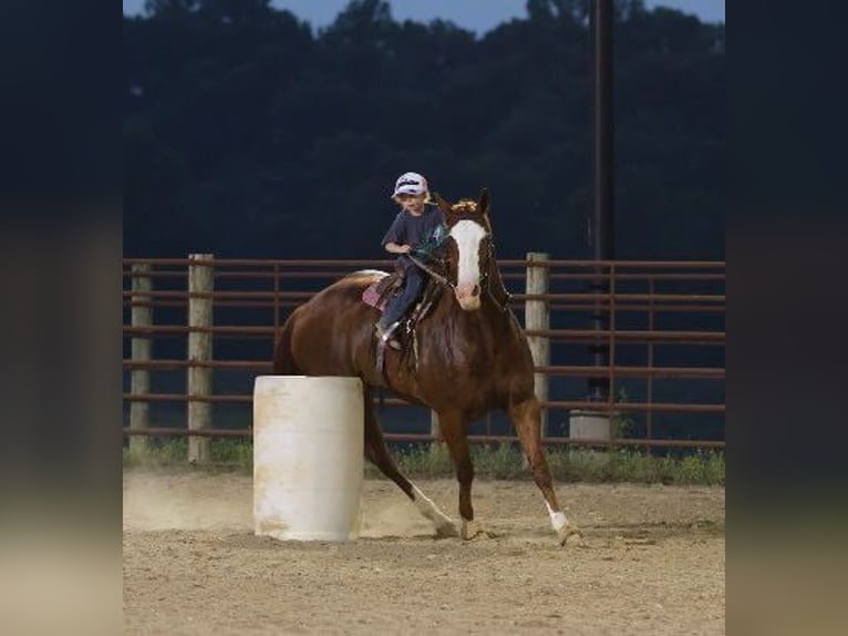 American Quarter Horse Klacz 12 lat 155 cm Kasztanowatodereszowata in Auburn, KY