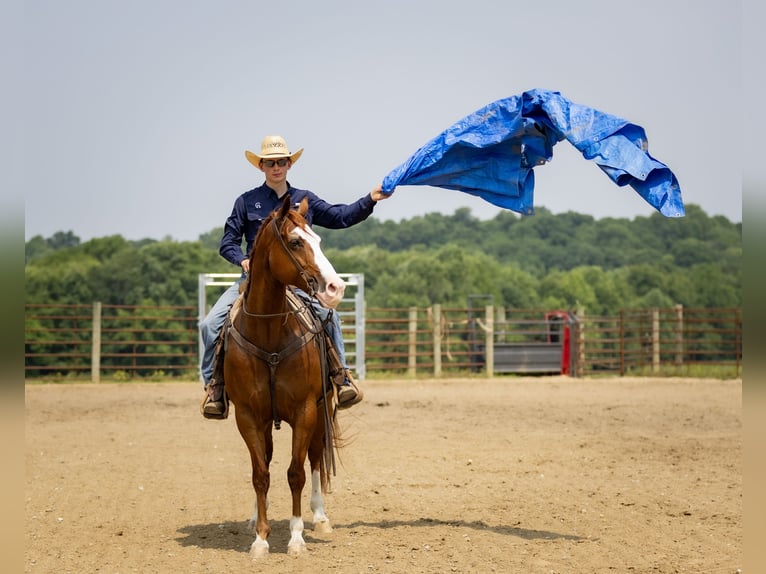 American Quarter Horse Klacz 12 lat 155 cm Kasztanowatodereszowata in Auburn, KY