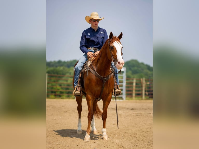 American Quarter Horse Klacz 12 lat 155 cm Kasztanowatodereszowata in Auburn, KY