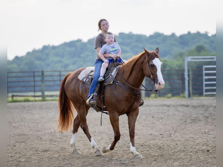 American Quarter Horse Klacz 12 lat 155 cm Kasztanowatodereszowata in Auburn, KY