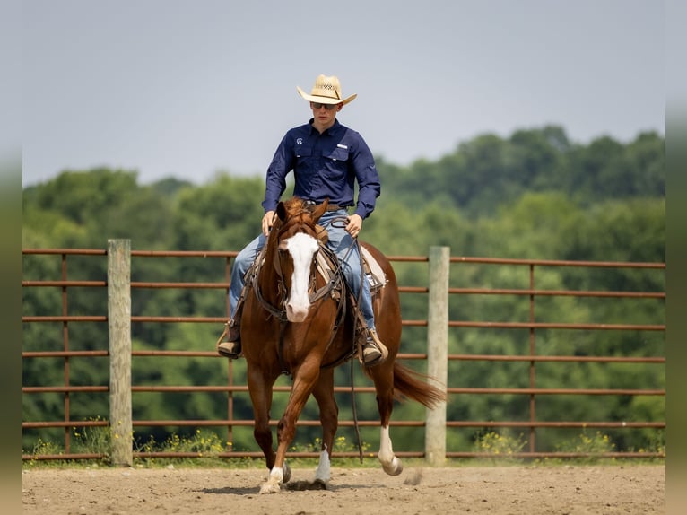 American Quarter Horse Klacz 12 lat 155 cm Kasztanowatodereszowata in Auburn, KY