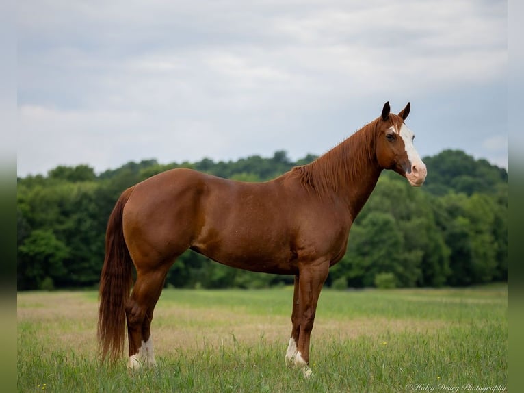 American Quarter Horse Klacz 12 lat 155 cm Kasztanowatodereszowata in Auburn, KY
