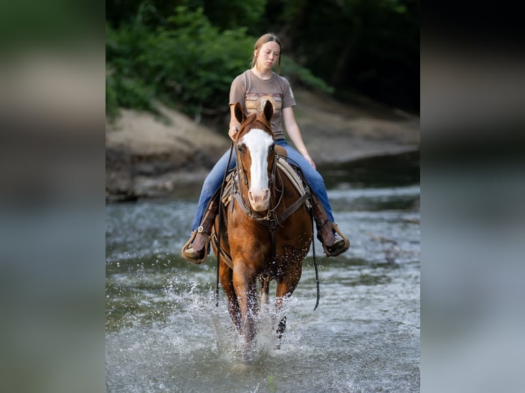 American Quarter Horse Klacz 12 lat 155 cm Kasztanowatodereszowata in Auburn, KY