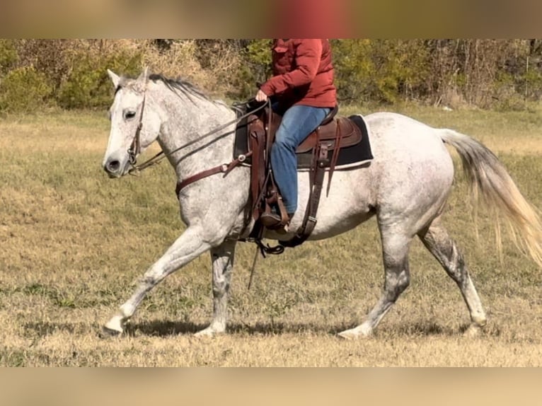 American Quarter Horse Klacz 12 lat 155 cm Siwa in Weatherford TX