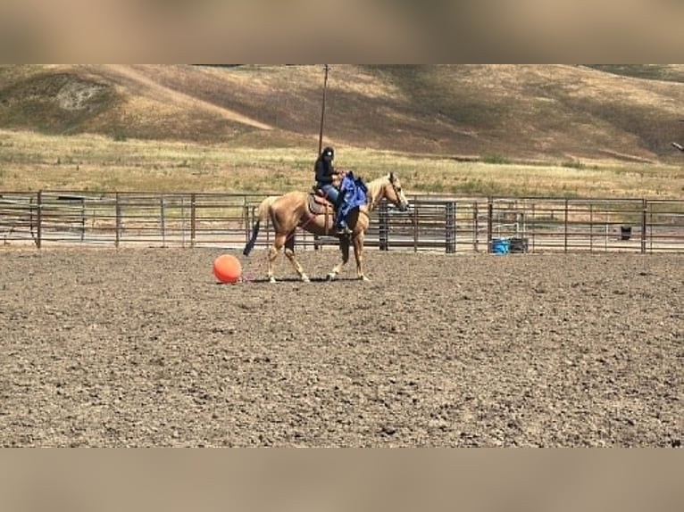 American Quarter Horse Klacz 12 lat 157 cm Izabelowata in King City