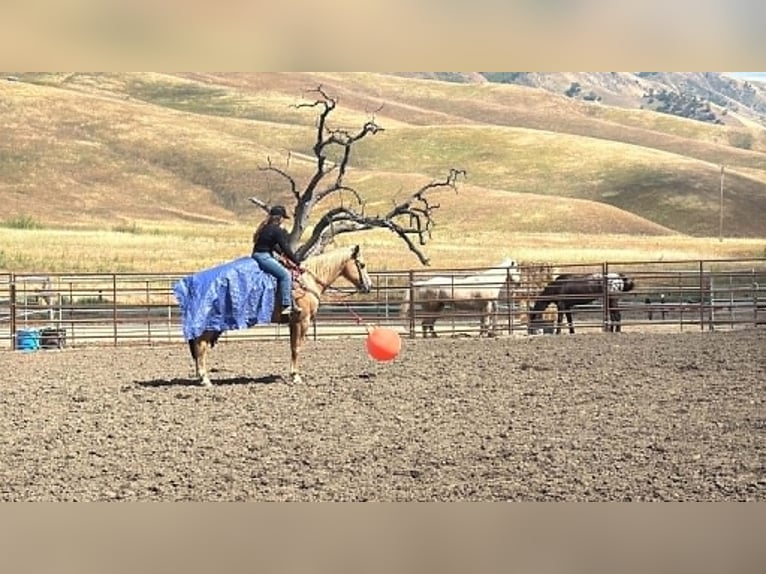 American Quarter Horse Klacz 12 lat 157 cm Izabelowata in King City