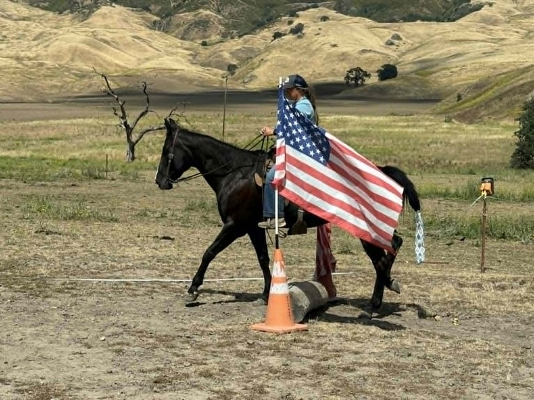 American Quarter Horse Klacz 12 lat 160 cm Kara in King City