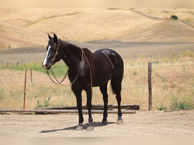 American Quarter Horse Klacz 12 lat 160 cm Kara in King City