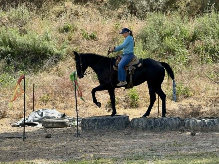 American Quarter Horse Klacz 12 lat 160 cm Kara in King City
