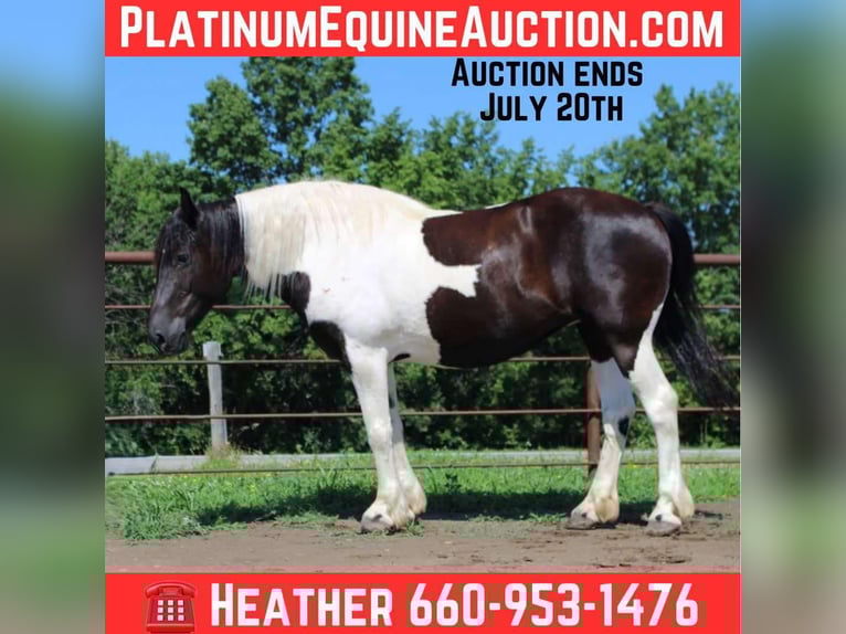 American Quarter Horse Klacz 12 lat 170 cm Tobiano wszelkich maści in Princeton MO