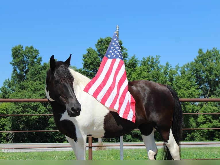 American Quarter Horse Klacz 12 lat 170 cm Tobiano wszelkich maści in Princeton MO