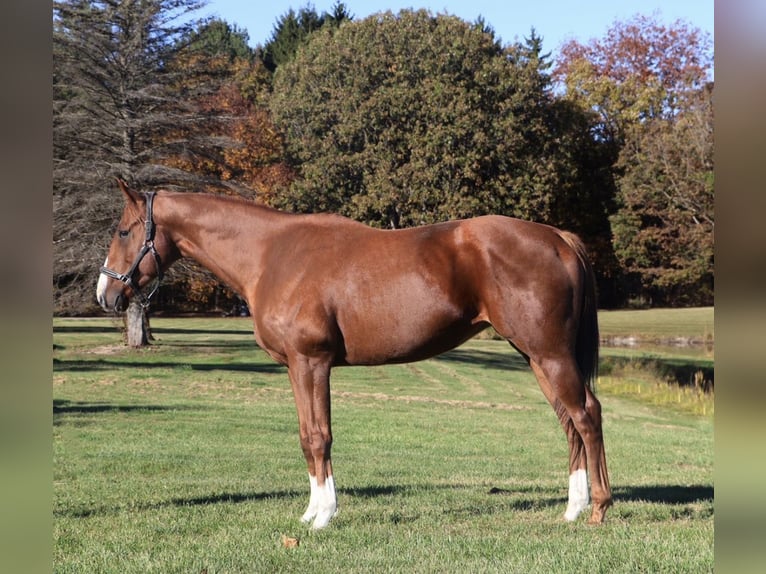 American Quarter Horse Mix Klacz 12 lat 175 cm Ciemnokasztanowata in Howell