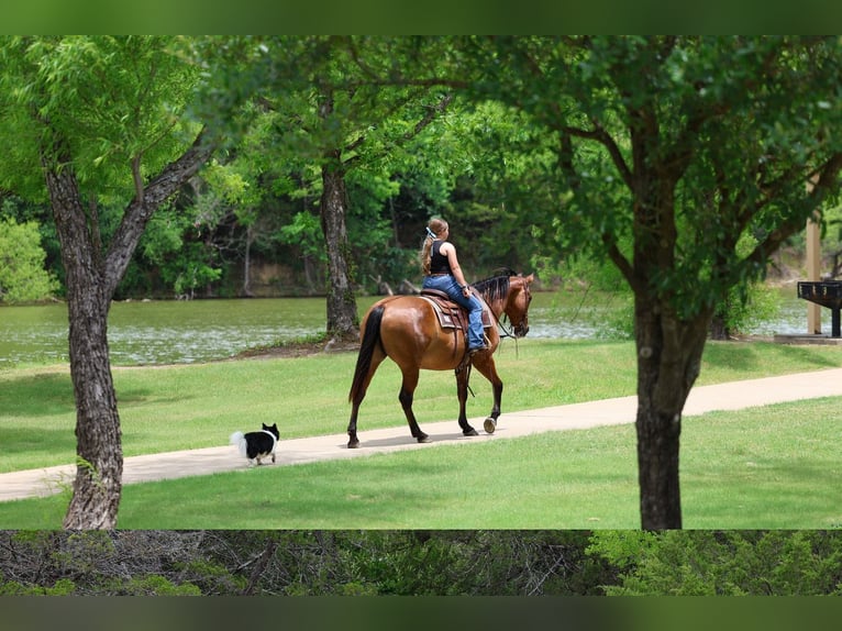 American Quarter Horse Klacz 12 lat Bułana in Forney