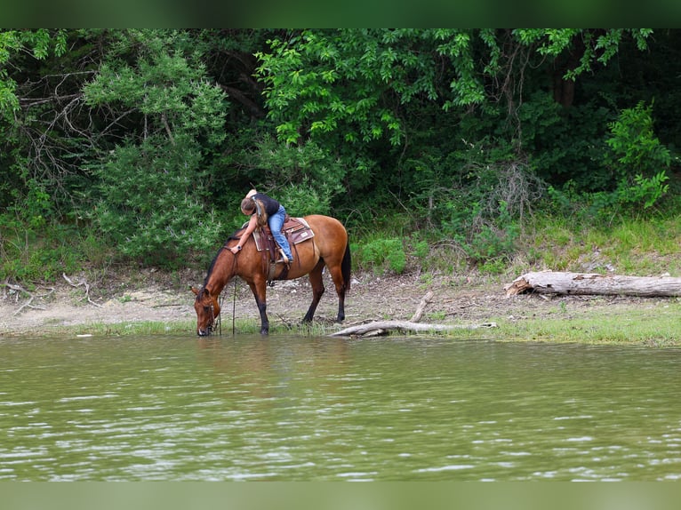 American Quarter Horse Klacz 12 lat Bułana in Forney