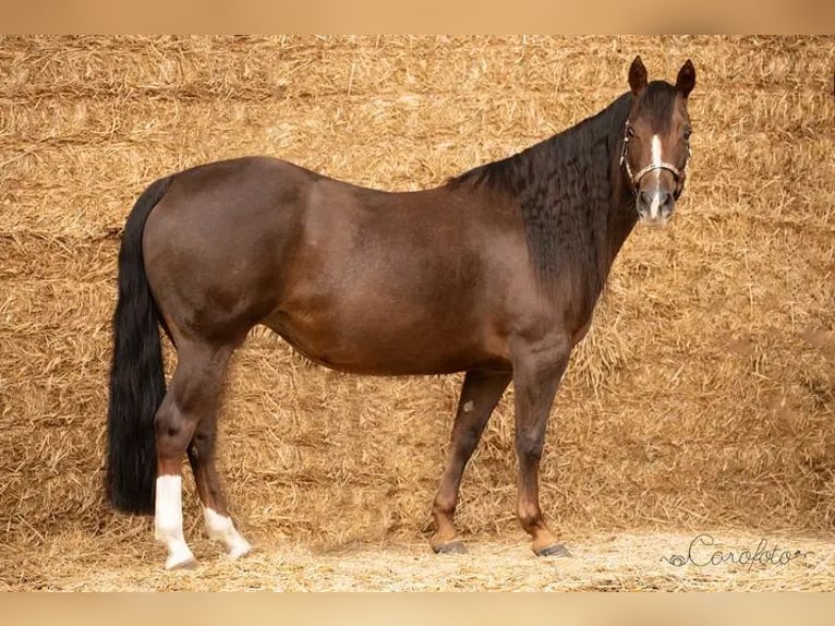 American Quarter Horse Klacz 12 lat Ciemnokasztanowata in Baal