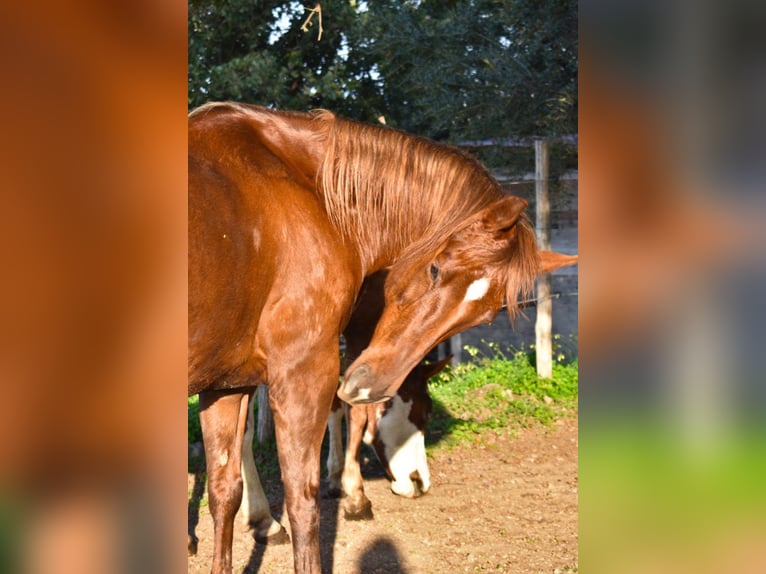 American Quarter Horse Klacz 12 lat Ciemnokasztanowata in Cascia