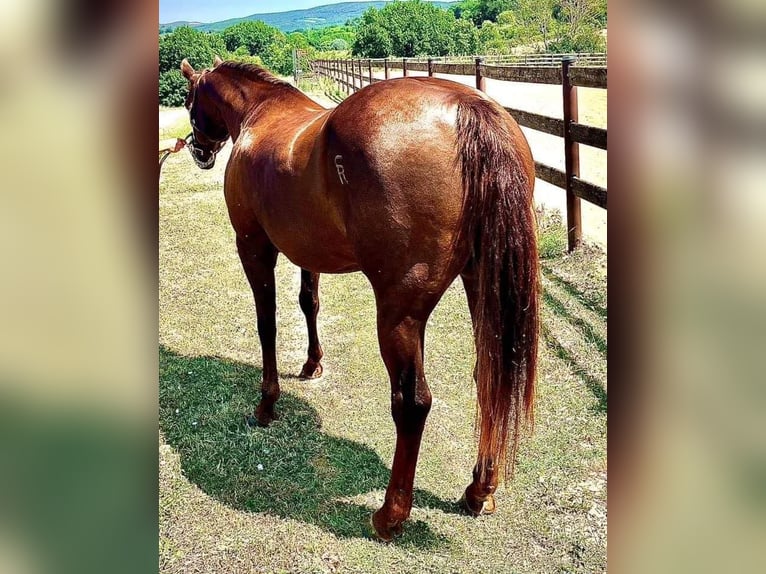 American Quarter Horse Klacz 12 lat Ciemnokasztanowata in Cascia