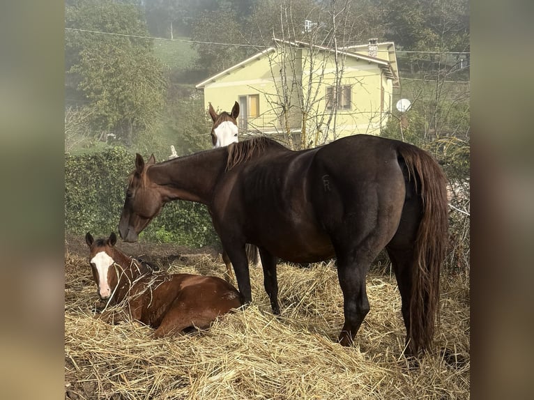 American Quarter Horse Klacz 12 lat Ciemnokasztanowata in Cascia