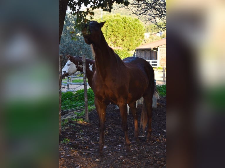 American Quarter Horse Klacz 12 lat Ciemnokasztanowata in Cascia