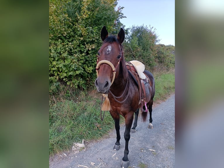 American Quarter Horse Klacz 12 lat Gniada in Leidersbach