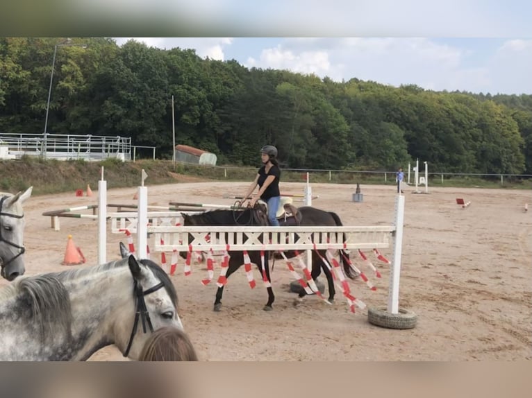 American Quarter Horse Klacz 12 lat Gniada in Leidersbach