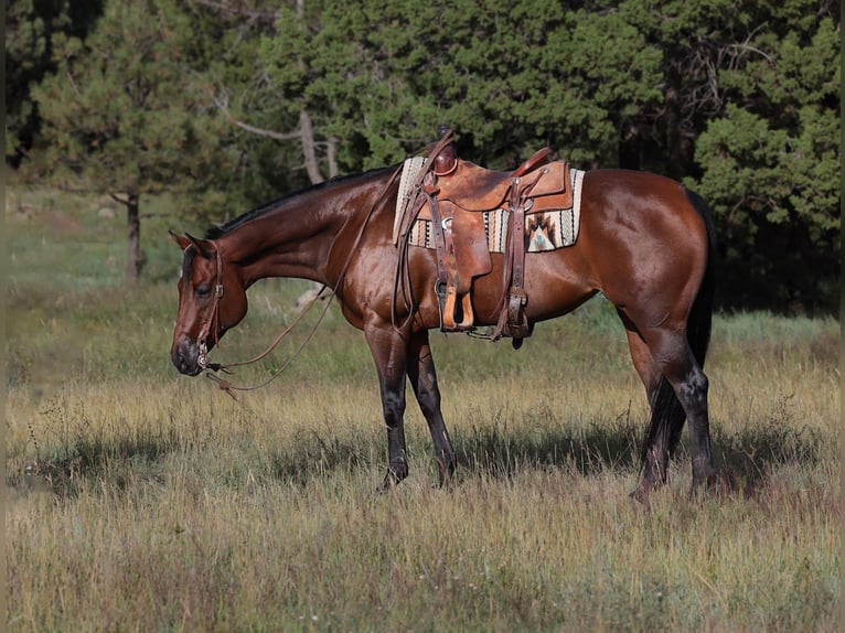 American Quarter Horse Klacz 12 lat Gniada in Camp Verde