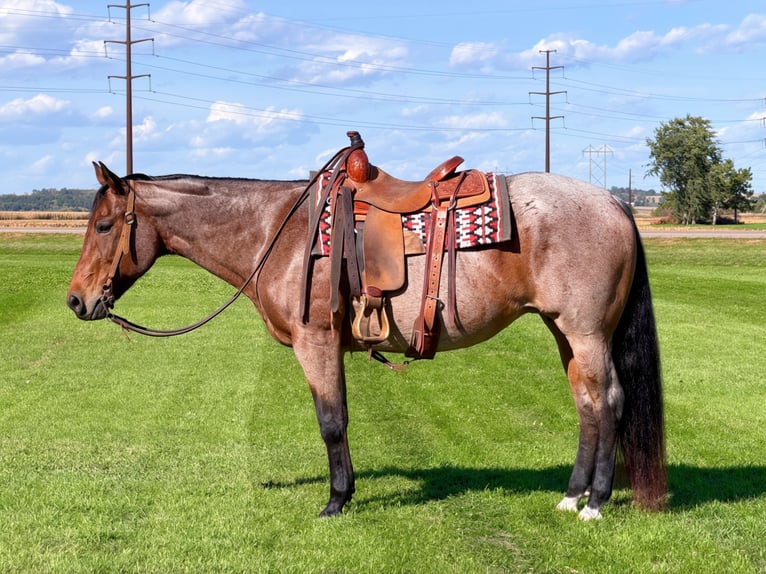 American Quarter Horse Klacz 12 lat Gniadodereszowata in Cannon Falls