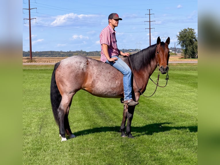 American Quarter Horse Klacz 12 lat Gniadodereszowata in Cannon Falls