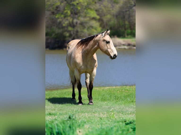 American Quarter Horse Klacz 12 lat Jelenia in Forney