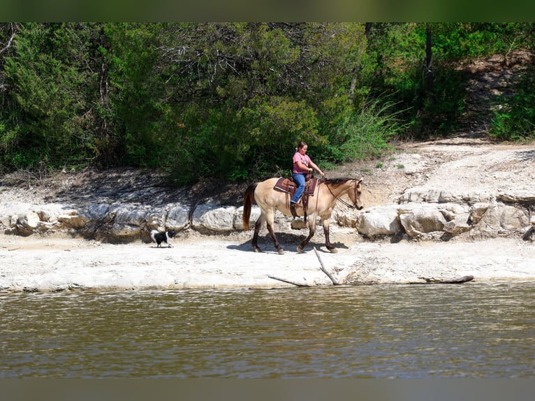American Quarter Horse Klacz 12 lat Jelenia in Forney