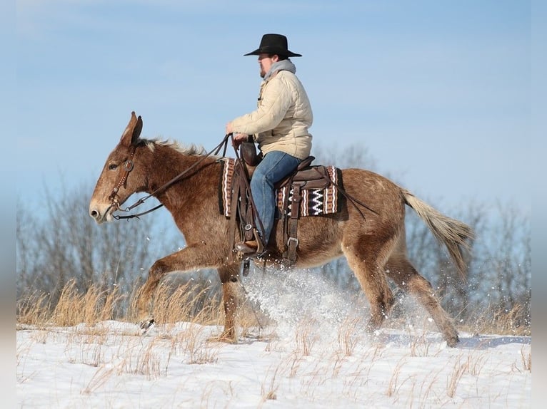 American Quarter Horse Klacz 12 lat Tobiano wszelkich maści in Jamestown KY