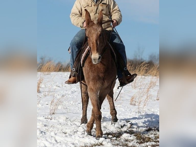 American Quarter Horse Klacz 12 lat Tobiano wszelkich maści in Jamestown KY