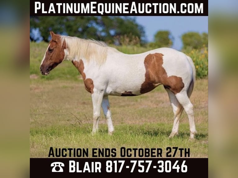 American Quarter Horse Klacz 12 lat Tobiano wszelkich maści in Weatherford TX