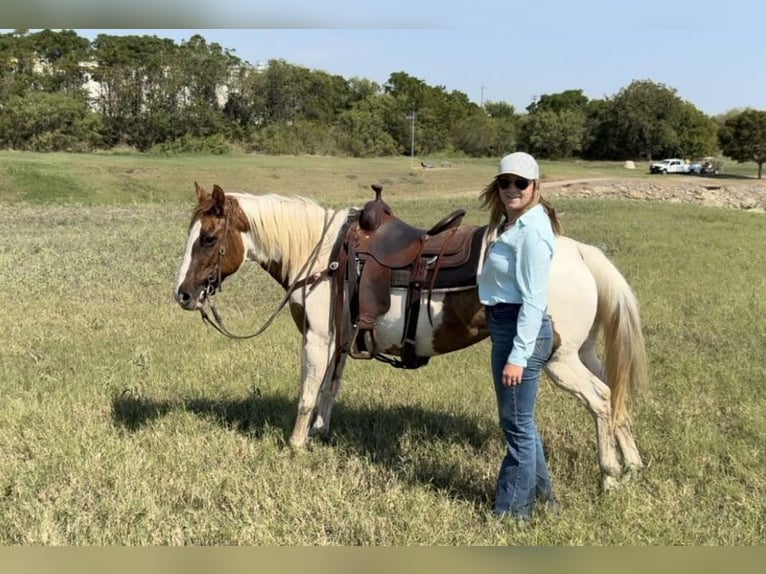 American Quarter Horse Klacz 12 lat Tobiano wszelkich maści in Weatherford TX