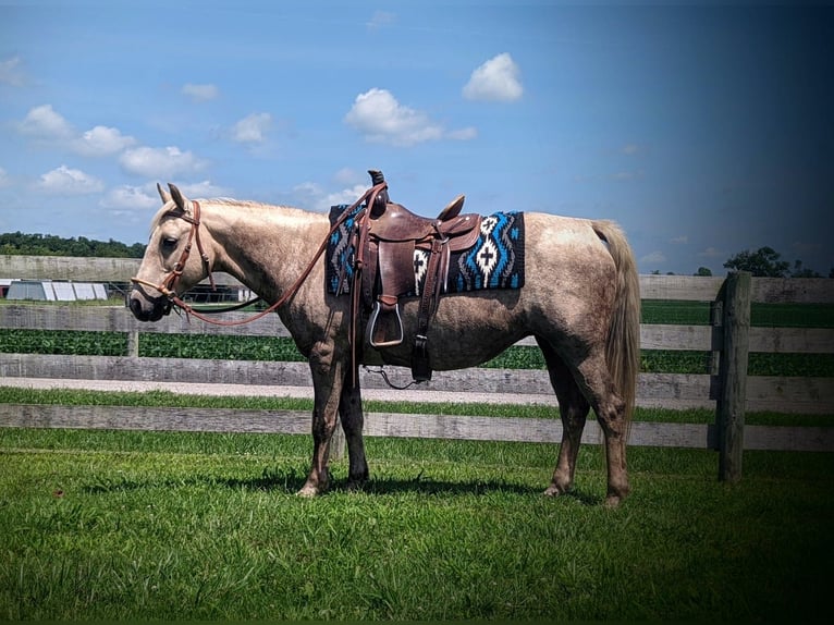 American Quarter Horse Klacz 13 lat 127 cm Izabelowata in WINCHESTER kY