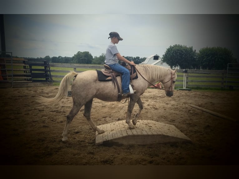 American Quarter Horse Klacz 13 lat 127 cm Izabelowata in WINCHESTER kY