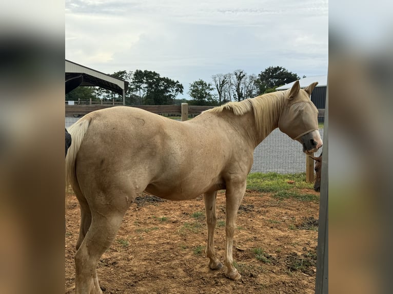 American Quarter Horse Klacz 13 lat 142 cm Izabelowata in Gallatin,Tennessee