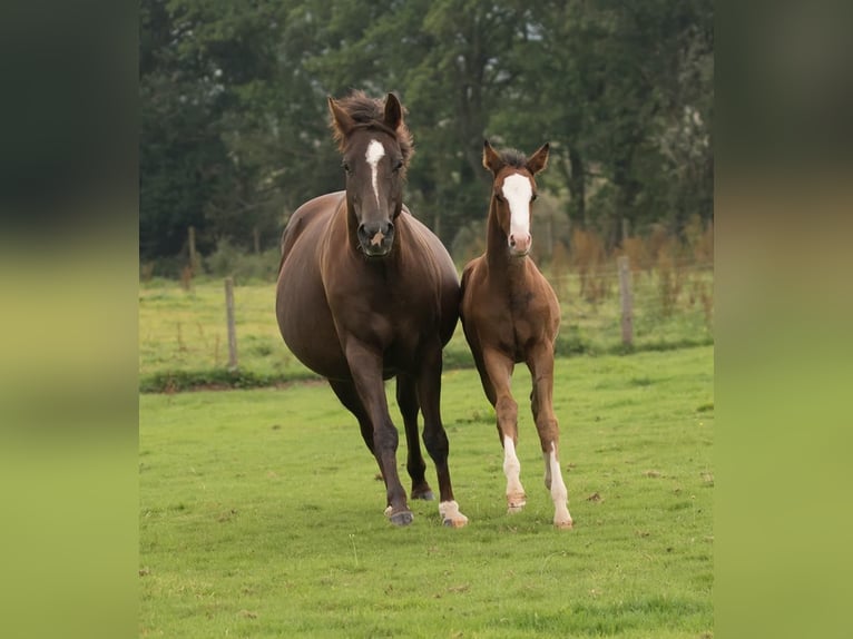 American Quarter Horse Klacz 13 lat 145 cm Ciemnokasztanowata in Brecon