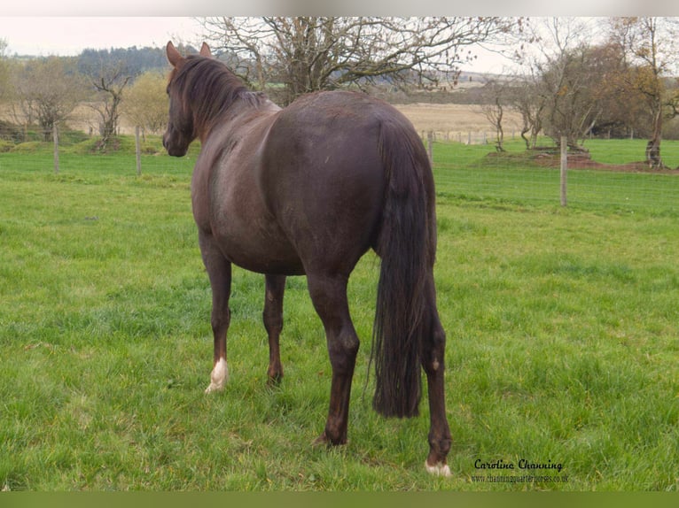 American Quarter Horse Klacz 13 lat 145 cm Ciemnokasztanowata in Brecon