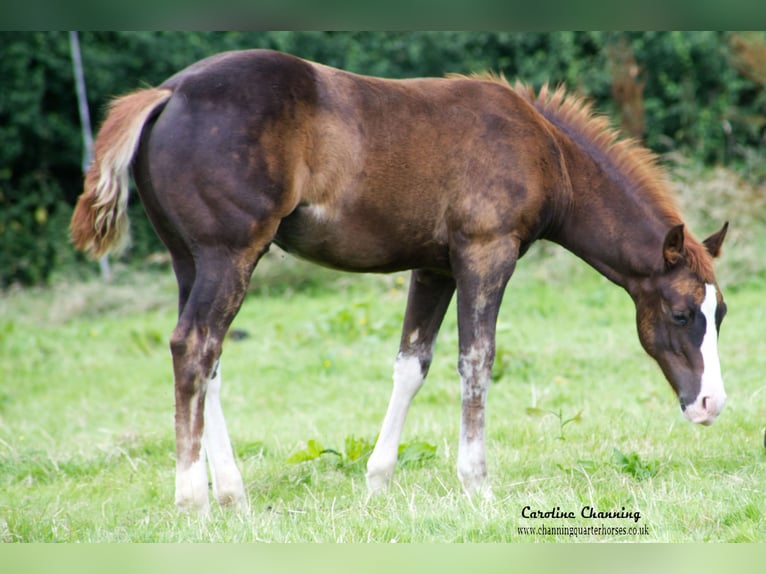 American Quarter Horse Klacz 13 lat 145 cm Ciemnokasztanowata in Brecon