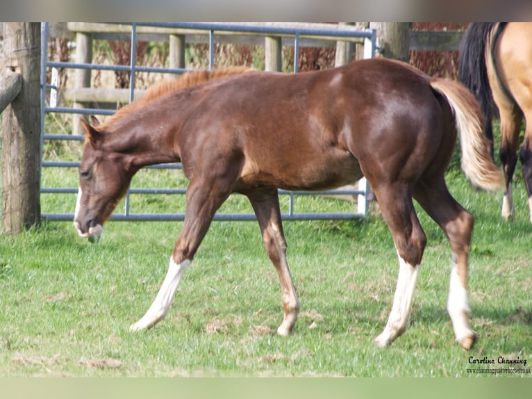 American Quarter Horse Klacz 13 lat 145 cm Ciemnokasztanowata in Brecon